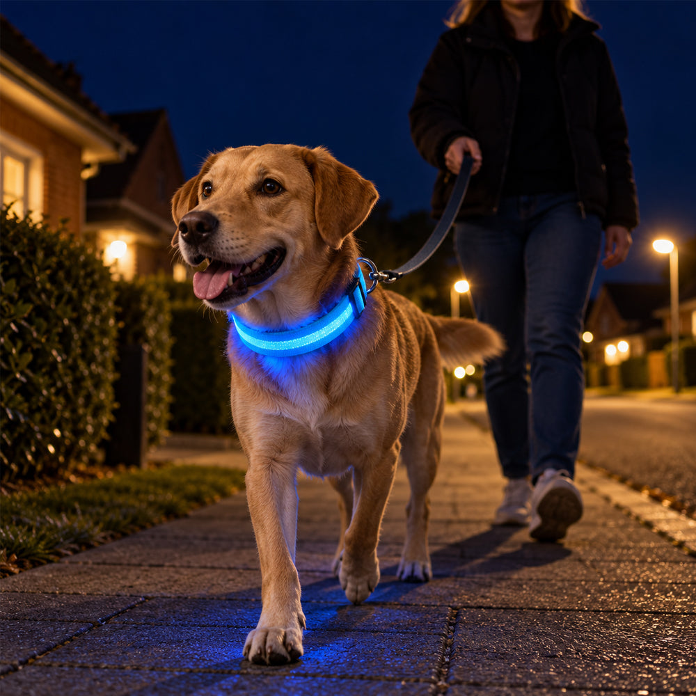 Hundehalsbånd med led-lys  – ekstra synlighed på gåturen